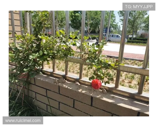 开云电子app下载：最新版本更新内容与常见问题解答全方位解析