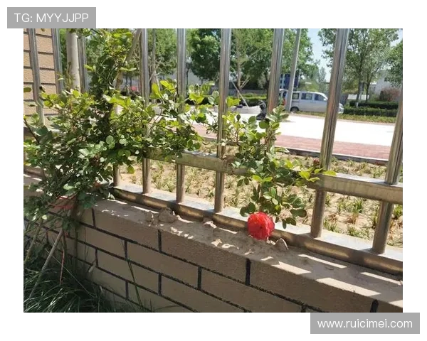 新用户如何在开云网页版上快速注册账号,享受专属福利 新用户如何在开云网页版上快速注册账号,享受专属福利